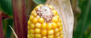 Ein Maiskolben auf einem Feld.
