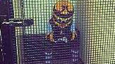 Time Out: Bertie Bee nach seinem Platzverweis. 