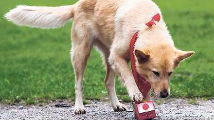 Dieser Hund ist froh gestimmt, glaubt man den Wissenschaftlern. Foto: dpa