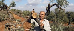 Ein palästinensischer Bauer bei Nablus klagt: Bewohner der israelischen Siedlung Eli bei Nablus zerstören regelmäßig die Olivenbäume der palästinensischen Bewohner.