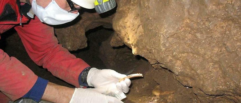 Spurensuche. Aufnahme einer Ausgrabung in der Blätterhöhle bei Hagen. Den Wissenschaftlern zufolge haben dort einheimische Jäger und Sammler im steinzeitlichen Mitteleuropa mehr als 2000 Jahre parallel mit eingewanderten Ackerbauern gelebt.