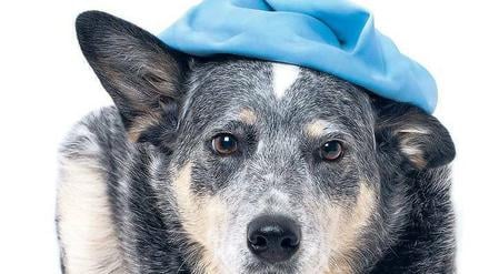 Noch mal gut gegangen. Diesem Hund hilft ein Kühlbeutel auf dem Kopf.