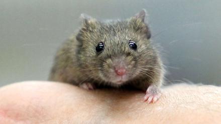 Eine Maus hat Muskeln. Bei Tieren ist bereits ein Mastmittel getestet worden, für das es keinen zugelassenen Dopingtest gibt. 