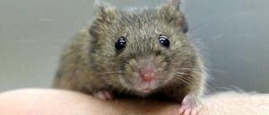 Eine Maus hat Muskeln. Bei Tieren ist bereits ein Mastmittel getestet worden, für das es keinen zugelassenen Dopingtest gibt. 