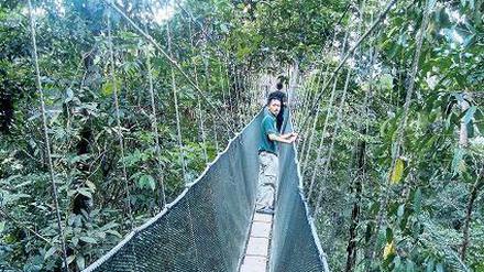 Nur Mut. Hängebrücke im Urwald.