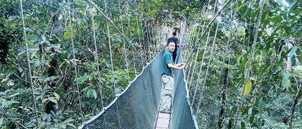 Nur Mut. Hängebrücke im Urwald.