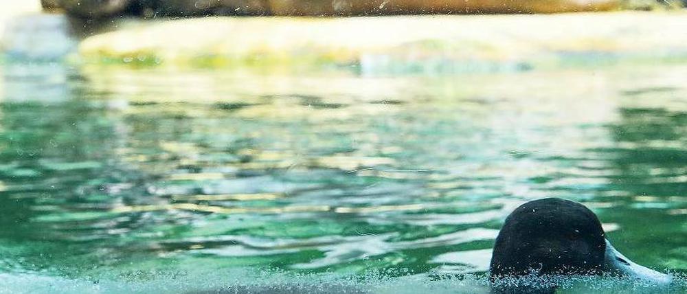 Immer liquide. Ein Flusspferd und ein Wasservogel im Zoo. Neben diesen beiden leben auf der 35 Hektar großen Anlage mehr als 17 000 Tiere, die fast 1600 Arten angehören. Foto: Hannibal/dpa