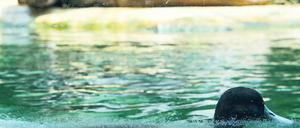 Immer liquide. Ein Flusspferd und ein Wasservogel im Zoo. Neben diesen beiden leben auf der 35 Hektar großen Anlage mehr als 17 000 Tiere, die fast 1600 Arten angehören. Foto: Hannibal/dpa