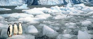 Eisschollen mit drei Pinguinen