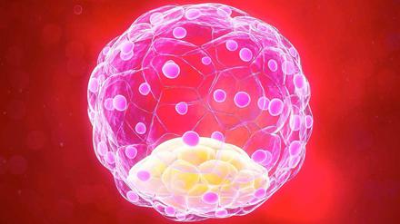Computermodell eines 58-zelligen Embryos