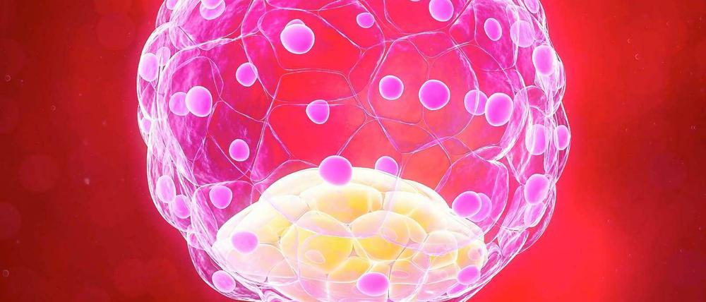 Computermodell eines 58-zelligen Embryos