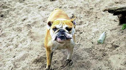 Der will nur spielen. Ein Hundeauslaufgebiet in bester Grün-Lage wie in Zehlendorf. Ist das fair? Oder nur nervig für Menschen ohne Tier?