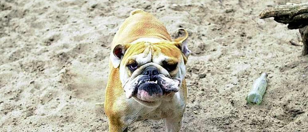 Der will nur spielen. Ein Hundeauslaufgebiet in bester Grün-Lage wie in Zehlendorf. Ist das fair? Oder nur nervig für Menschen ohne Tier?