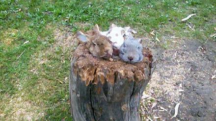 Der Pokal der drei Hasenköpfe ruht auf einem anständigen Holzbock.