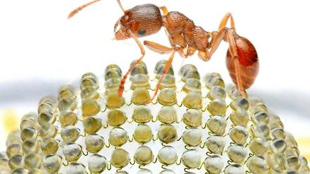 Der Natur abgeschaut. Das künstliche Insektenauge besteht aus 180 optischen Elementen, die miteinander verknüpft sind.
