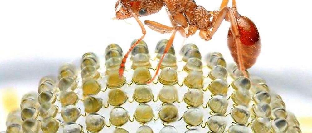 Der Natur abgeschaut. Das künstliche Insektenauge besteht aus 180 optischen Elementen, die miteinander verknüpft sind.