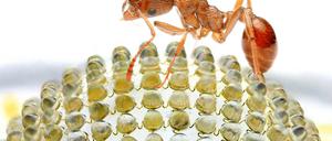 Der Natur abgeschaut. Das künstliche Insektenauge besteht aus 180 optischen Elementen, die miteinander verknüpft sind. 