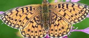 Der Sumpfwiesen-Perlmuttfalter wurde vom BUND zum Schmetterlings des Jahres 2013 erwählt.