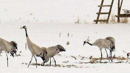 Auf der Suche nach Nahrung. Um fündig zu werden, scharren die Kraniche den Schnee weg. Foto: Bernd Settnik/dpa