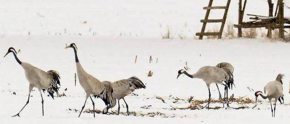 Auf der Suche nach Nahrung. Um fündig zu werden, scharren die Kraniche den Schnee weg. Foto: Bernd Settnik/dpa