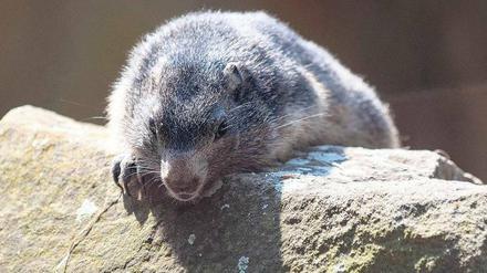 Putzig und pelzig. Die Murmeltiere gehörten zu den heimlichen Stars des Zoos. 