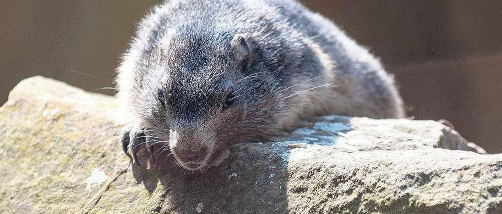 Putzig und pelzig. Die Murmeltiere gehörten zu den heimlichen Stars des Zoos. 