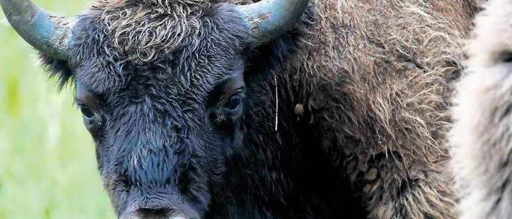 Das größte Landtier Europas. Ein Wisent kann bis zu 900 Kilogramm schwer werden – so viel wie ein Kleinwagen. In den nächsten Tagen soll eine kleine Herde im Rothaargebirge freigelassen werden.