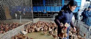 Vogelgrippe. Im Osten Chinas stecken sich Menschen mit H7N9 an. Aber unter den Tieren der Region konnte das Virus noch nicht gefunden werden.
