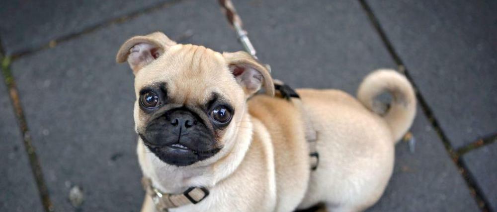Was für den Hund die Leine, ist für das Herrchen der Hundeführerschein.