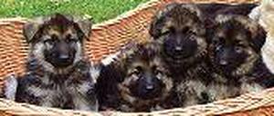 Wuffwuff ohne WROAAM! Hundezucht macht ohne Fluglärm mehr Spaß.