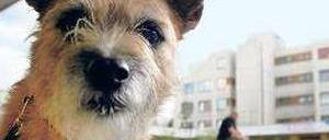 Heimat für alle. In der Neuköllner HighDeck-Siedlung gibt es ein erfolgreiches Quartiersmanagement. 