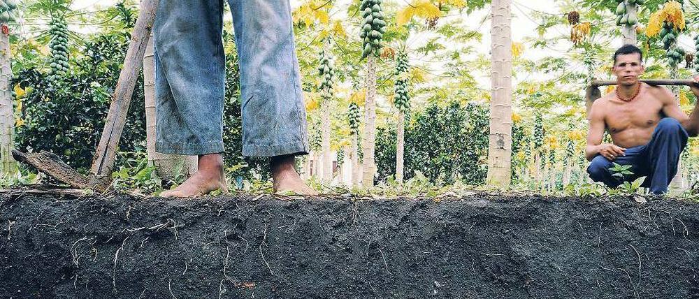 Ideal für Plantagen. Typischer Terra-preta-Boden in Brasilien. Er entstand aus Holzkohle, Dung und Kompost. 