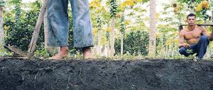 Ideal für Plantagen. Typischer Terra-preta-Boden in Brasilien. Er entstand aus Holzkohle, Dung und Kompost.