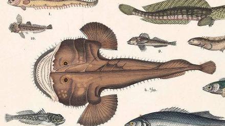 Geschleudert und geschreddert. Da der Fisch keinen Cortex hat, wird er als reine „Reflexmaschine“ betrachtet. Zu Unrecht, sagt der Philosoph Markus Wild.