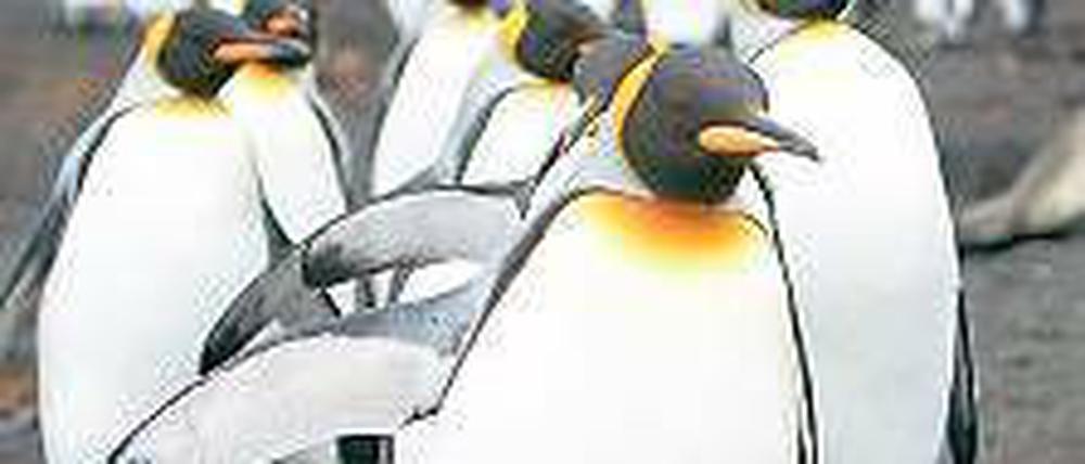 Luxus on Ice. Windrose bietet auch Kreuzfahrten in die Antarktis an.