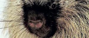 Nordamerikanischer Baumstachler