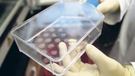 Umstrittene Forschung. In Deutschland dürfen Produkte nicht patentiert werden, wenn dafür in der Vergangenheit Embryonen zerstört werden mussten. Der Bundesgerichtshof hat diese Regelung jetzt nochmals bestätigt. Foto: John Bazemore/AP/dapd