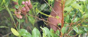 Kleiner Aufwand, große Wirkung. Aus dem Blatt des Kokastrauchs wird Kokain gewonnen. Foto: AFP