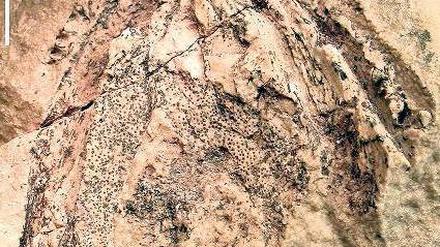 Uralter Unterkiefer. Der Gesteinsabdruck ist ein seltenes Fossil.