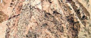 Uralter Unterkiefer. Der Gesteinsabdruck ist ein seltenes Fossil.