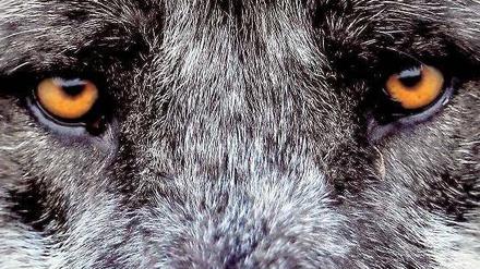 Auf Du und Du mit dem Wolf: Immer mehr Wölfe kommen nach Deutschland zurück. Dass ihr Bestand steigt ist wie die Erholung der Bestände bei Fischottern oder Bibern ein Erfolg des Naturschutzes. 