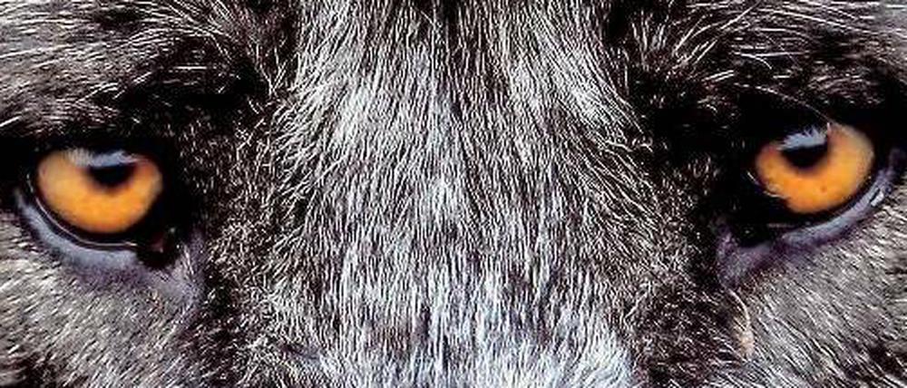 Auf Du und Du mit dem Wolf: Immer mehr Wölfe kommen nach Deutschland zurück. Dass ihr Bestand steigt ist wie die Erholung der Bestände bei Fischottern oder Bibern ein Erfolg des Naturschutzes. 