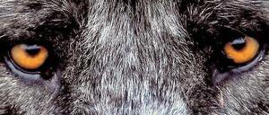 Auf Du und Du mit dem Wolf: Immer mehr Wölfe kommen nach Deutschland zurück. Dass ihr Bestand steigt ist wie die Erholung der Bestände bei Fischottern oder Bibern ein Erfolg des Naturschutzes.