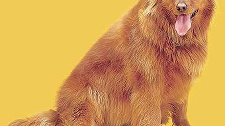 Dicker Hund. Hat er die Pläne für den Flughafen gefressen? Sieht fast so aus. Foto: dpa