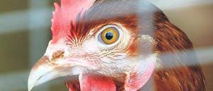 Allein in der Masse. Bis zu 20 000 Hühner werden in australischen Ställen gehalten. Die Impfstoffe werden ihnen über das Trinkwasser verabreicht. 