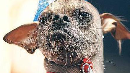 Mugly, Chinesischer Schopfhund. Foto: AFP