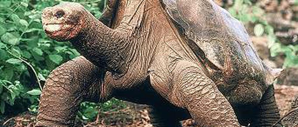 Er war der Letzte seiner Unterart. Lonesome George. Foto: Reuters
