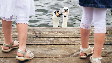 Schwäne füttern - ein klassisches Sommervergnügen. Kindern in Ferienstimmung bietet Berlin im Sommer aber viel mehr.