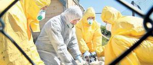 Potenzielle Gefahr. Bisher infiziert das Vogelgrippevirus vor allem für Federvieh. Doch wenige Mutationen könnten ausreichen, damit sich das Virus per Tröpfcheninfektion auch von Mensch zu Mensch verbreiten kann.