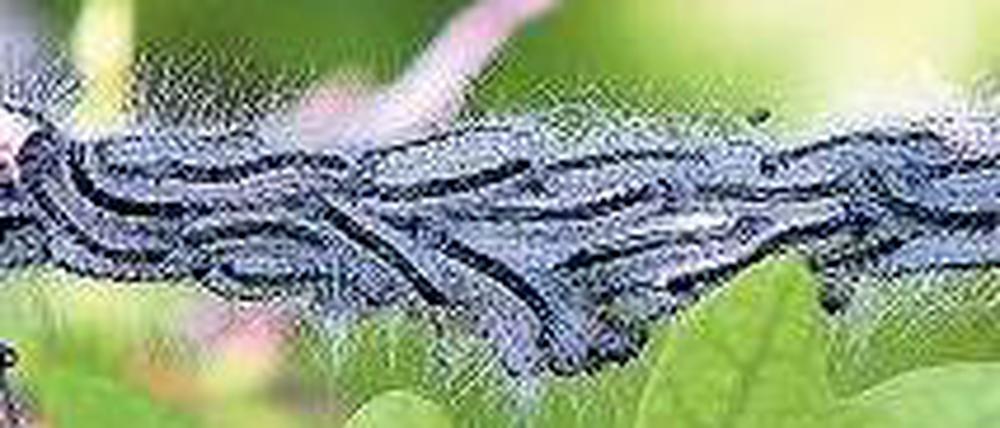 Gefräßig. Die Raupen des Eichenprozessionsspinners besitzen Brennhaare. Foto: dpa